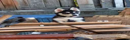 Siberian Husky dogs for sale: Paw paw - Ad 5