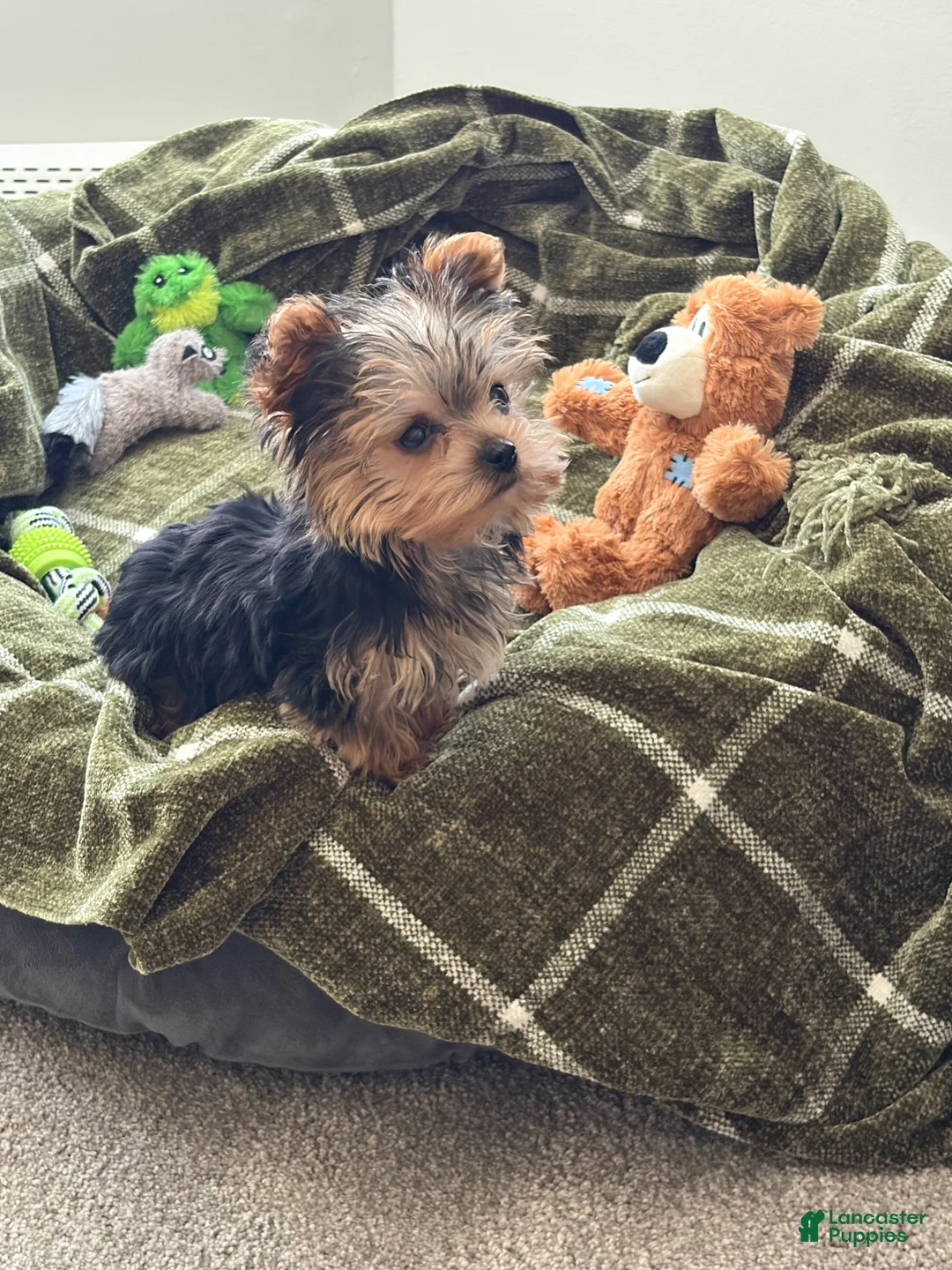 Yorkshire Terrier dogs for sale: Yorkshire Terrier 1 Navy Boy - Ad 2