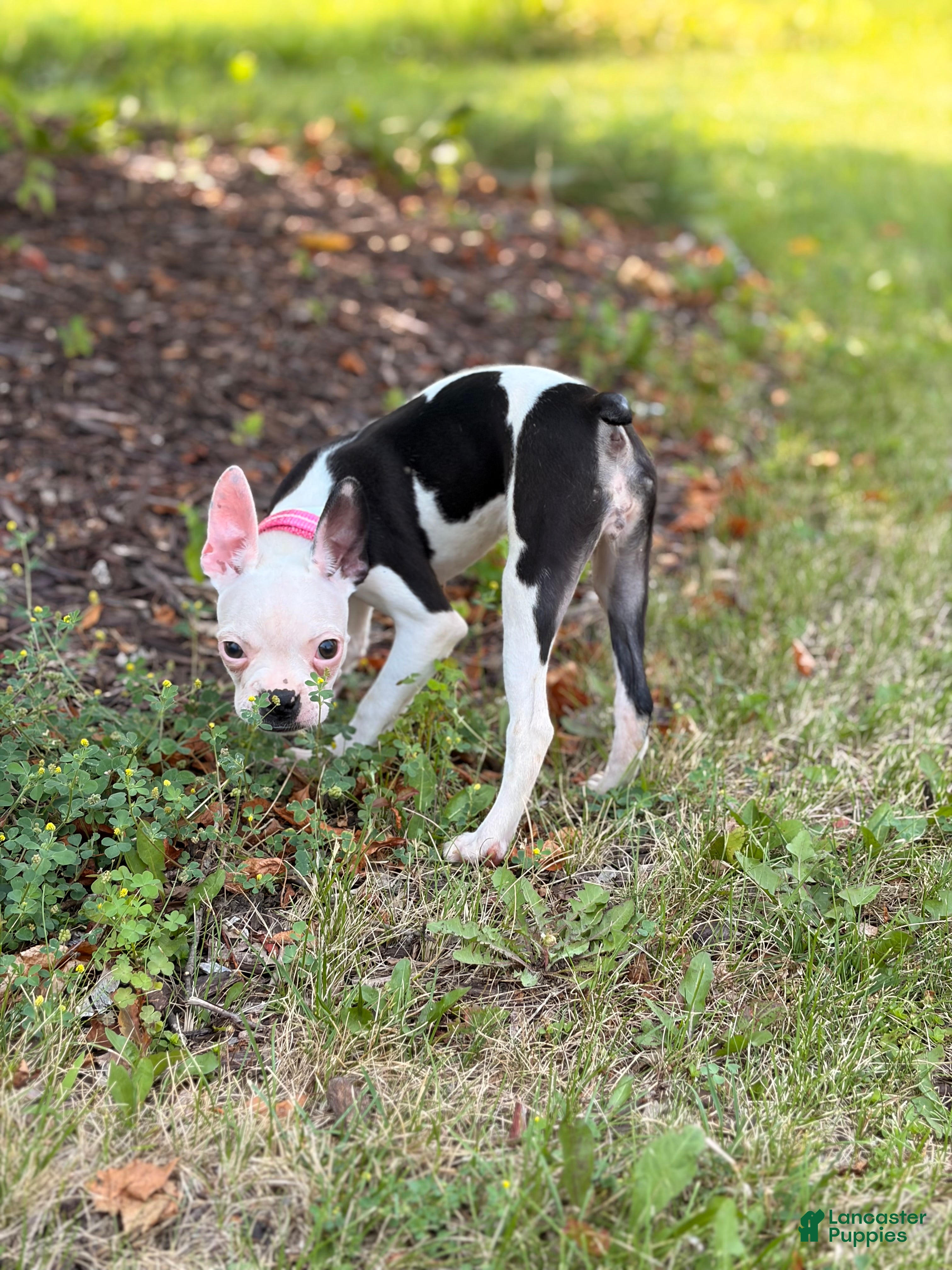 Boston Terrier dogs Boston Terrier Puppy 3 - Ad 1
