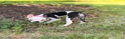 Boston Terrier dogs for sale: Boston Terrier Puppy 3 - Ad 1
