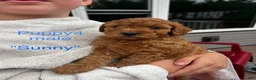 Cavapoo dogs for sale: Sunny - Ad 5