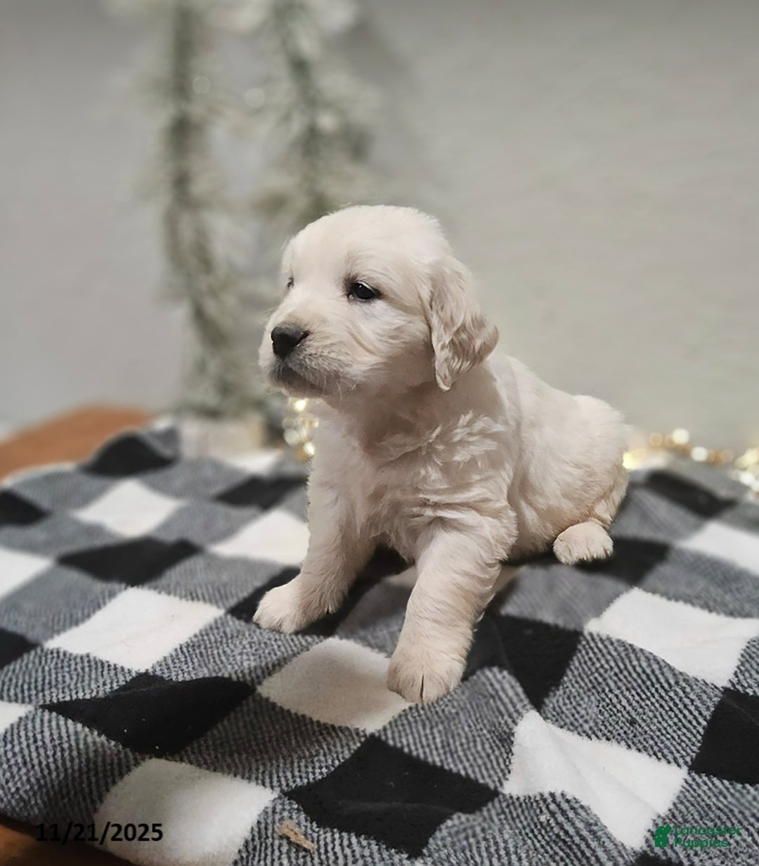 Golden Retriever dogs for sale: Everly - Ad 2