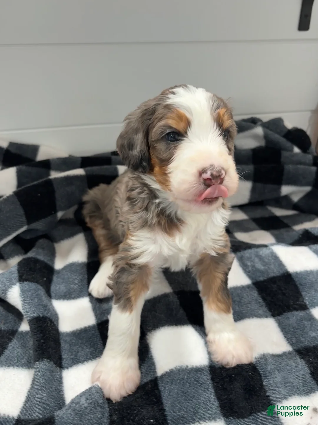 Bernedoodle dogs for sale: Bozey - Ad 3
