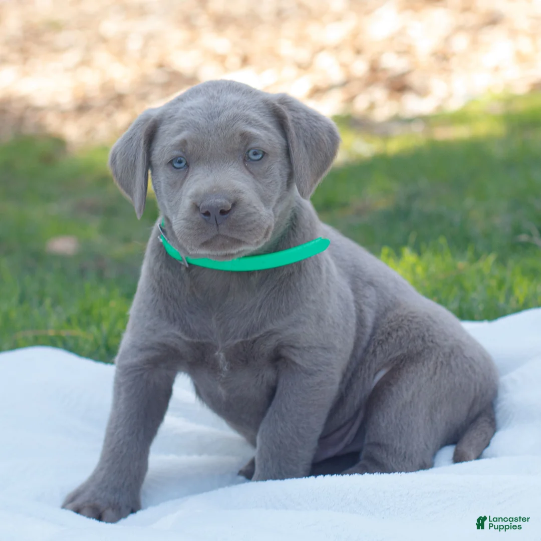 Labrador Retriever dogs for sale: Rowan  - Ad 1