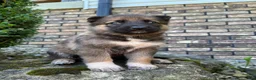 German Shepherd dogs for sale: Capri - Ad 7