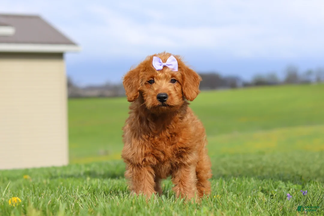 Labradoodle dogs for sale: Sandy - Ad 2