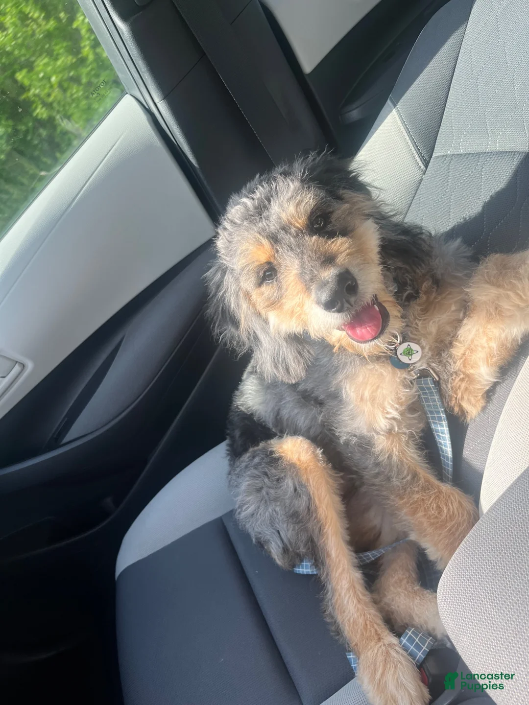 Mini Bernedoodle dogs for sale: Remi - Ad 8