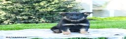 German Shepherd dogs for sale: Laurel - Ad 5