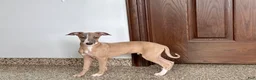 Italian Greyhound dogs for sale: Derek - Ad 5