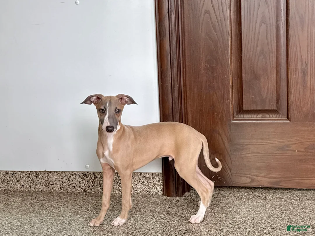 Italian Greyhound dogs for sale: Derek - Ad 5