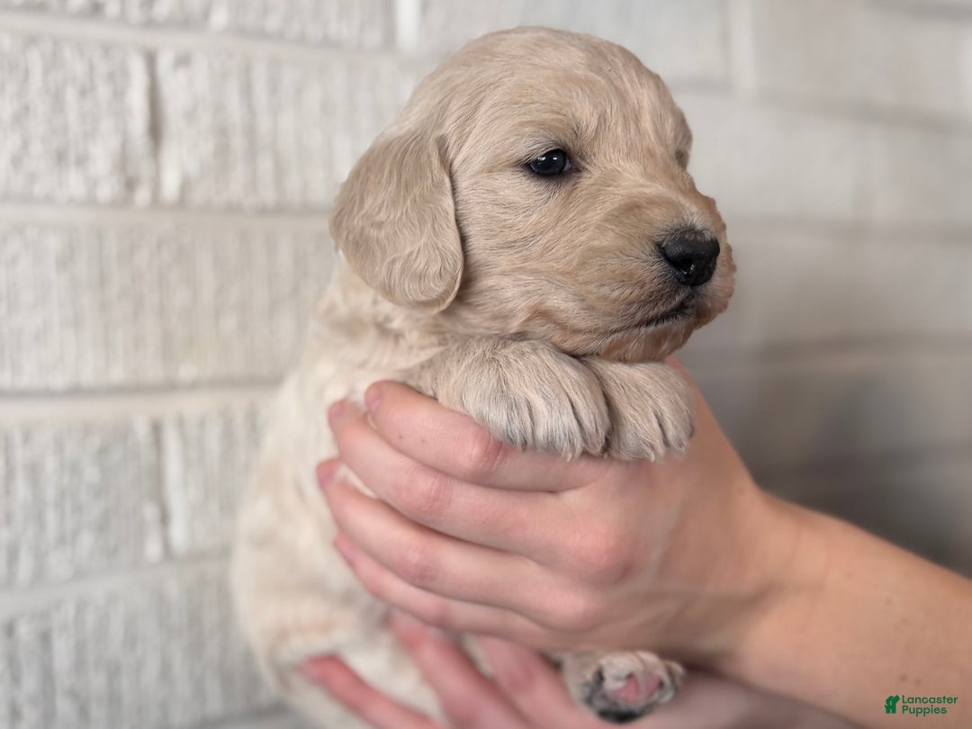 Mini Goldendoodle dogs for sale: Aspen  - Ad 2
