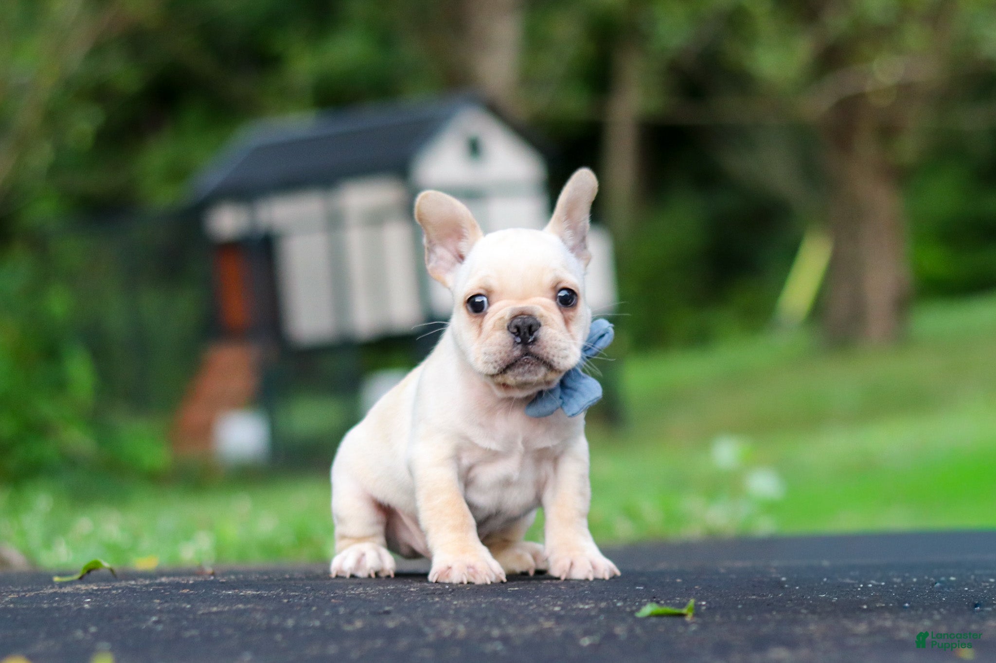 French Bulldog dogs Koby - Ad 2