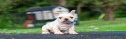 French Bulldog dogs for sale: Koby - Ad 2