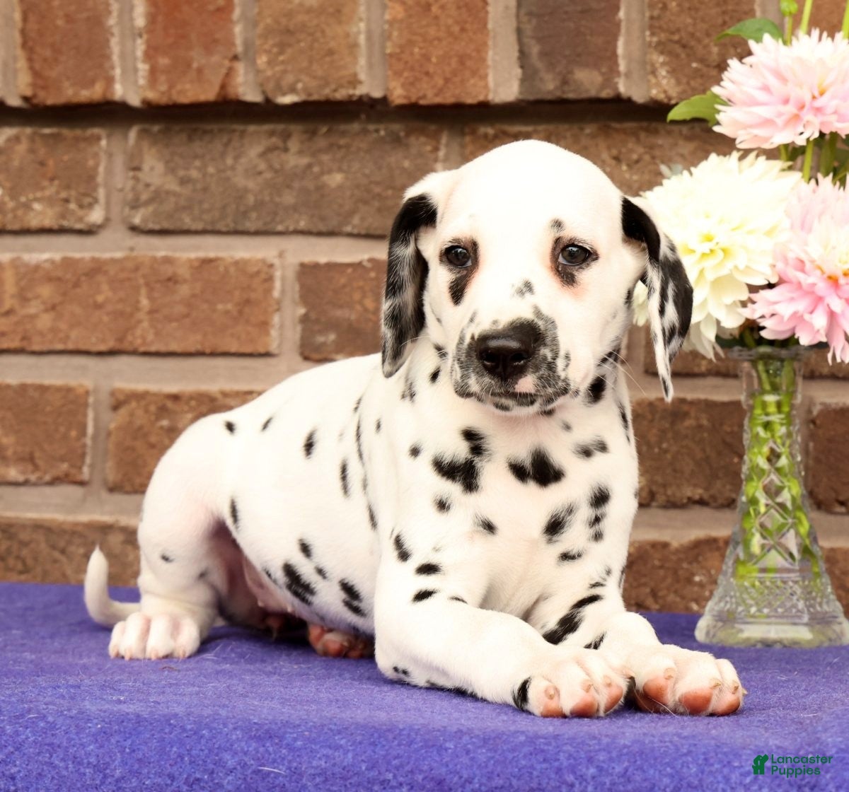 Dalmatian dogs Hannah - Ad 1