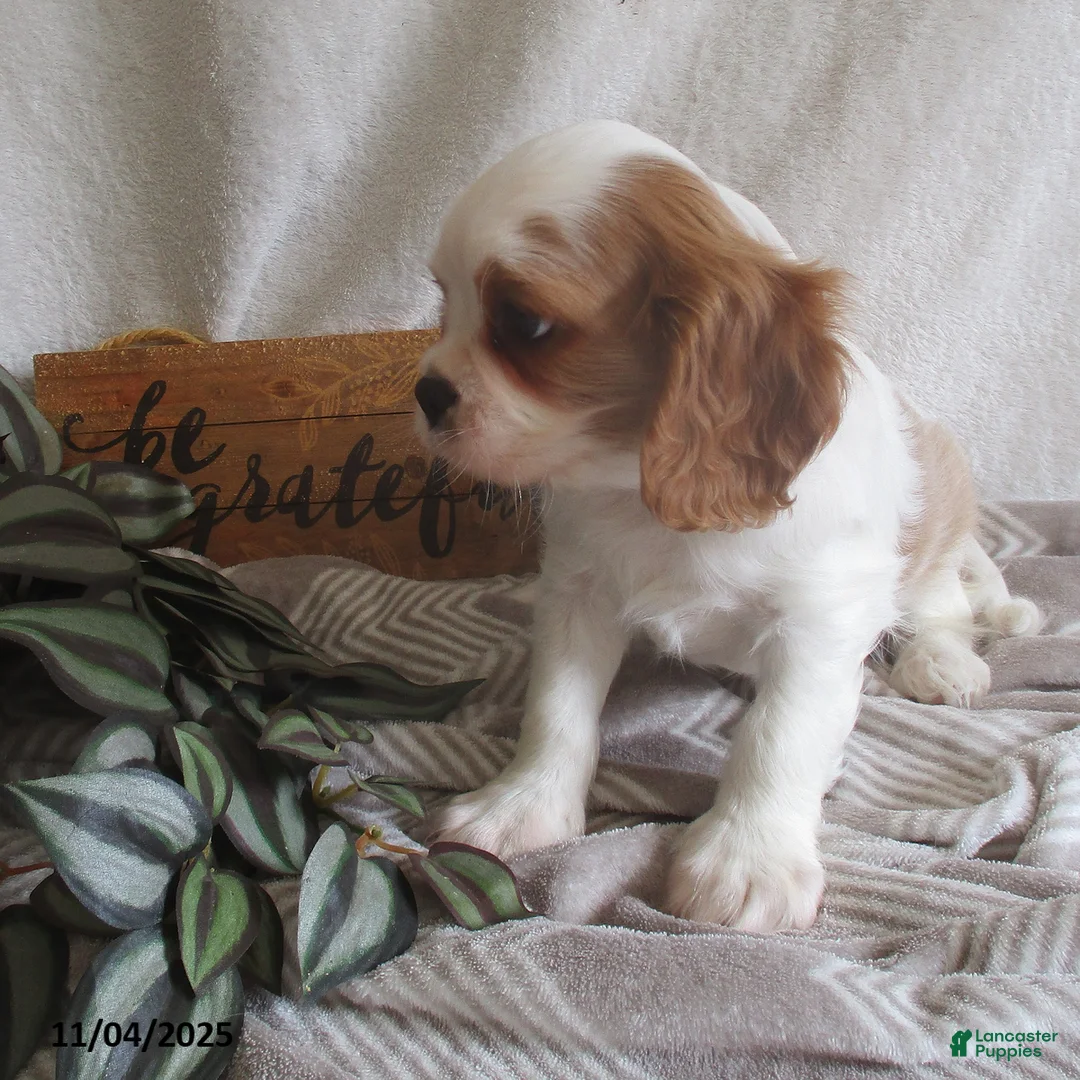 Cavalier King Charles Spaniel dogs for sale: Hayes - Ad 10