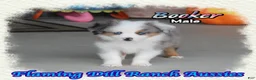 Toy Australian Shepherd dogs for sale: Booker - Ad 4