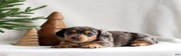 Miniature Dachshund dogs for sale: Harper - Ad 4