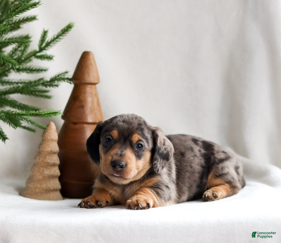 Miniature Dachshund dogs for sale: Harper - Ad 4