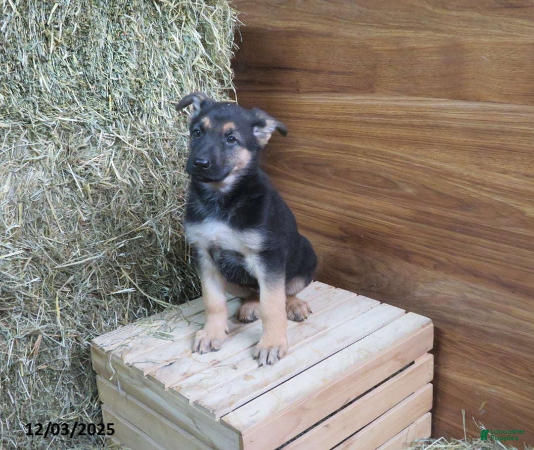 German Shepherd dogs for sale: Mandy - Ad 1