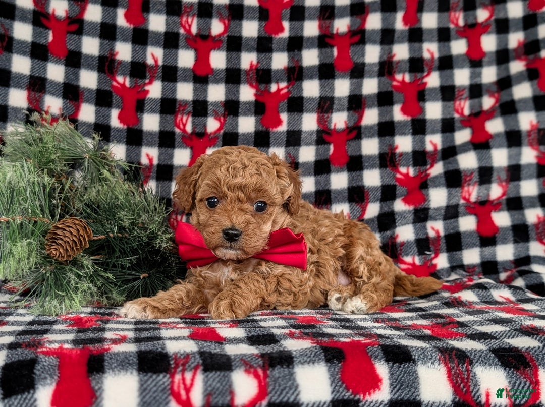Toy Poodle dogs for sale: Beau - Ad 4