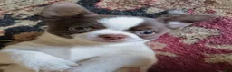 Chihuahua dogs for sale: Chihuahua 1 - Ad 6