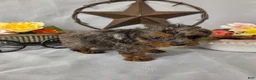 Miniature Poodle dogs for sale: Pearl - Ad 3