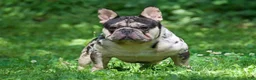 French Bulldog dogs for sale: Gucci - Ad 5