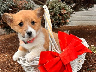 Welsh Corgi Pembroke dogs Clementine - Ad 40