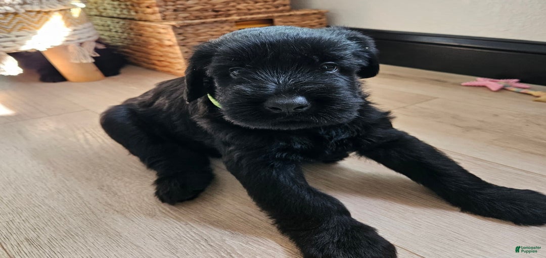 Gallery Image {{count}}