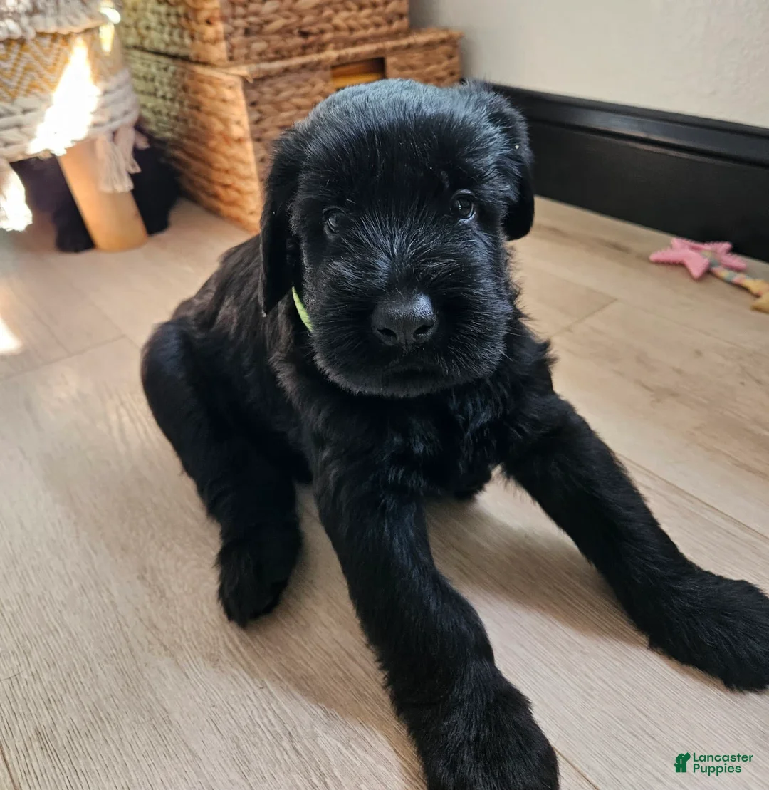 Gallery Image {{count}}