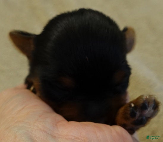 Yorkshire Terrier dogs Blossom - Ad 18