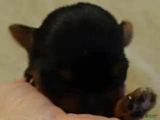 Yorkshire Terrier dogs Blossom - Ad 18