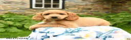 Cockapoo dogs for sale: Dash - Ad 1
