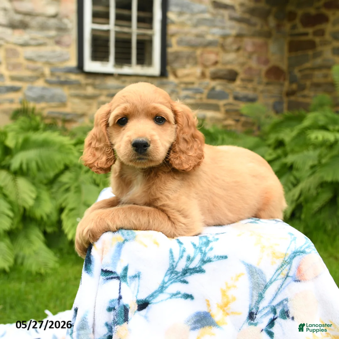 Cockapoo dogs for sale: Dash - Ad 1