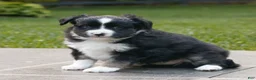 Miniature Australian Shepherd dogs for sale: Callie  - Ad 3