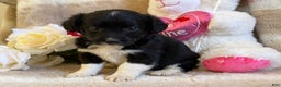 Mixed Breed dogs for sale: Juliet - Ad 1