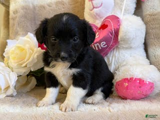 Mixed Breed dogs Juliet - Ad 41