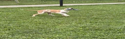 Great Dane dogs for sale: Parker Great Dane  - Ad 4