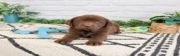 Labrador Retriever dogs for sale: Zazu - Ad 5