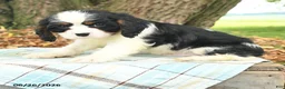Cavalier King Charles Spaniel dogs for sale: Kurt - Ad 9