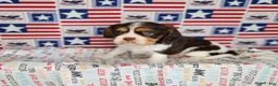 Cavalier King Charles Spaniel dogs for sale: Chocolate chip  - Ad 1