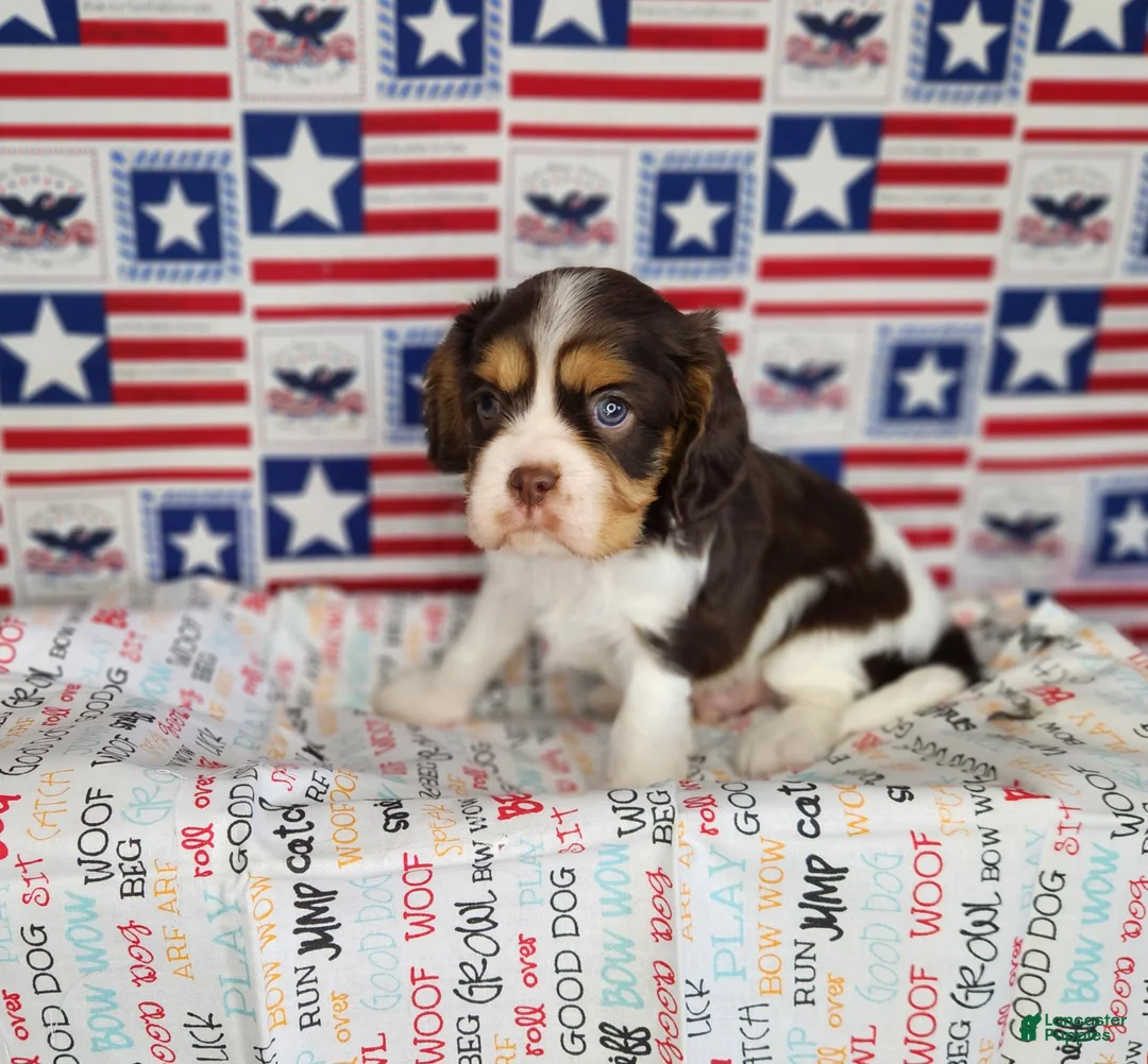 Cavalier King Charles Spaniel dogs for sale: Chocolate chip  - Ad 1