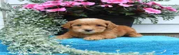 Mini Goldendoodle dogs for sale: Katie - Ad 4