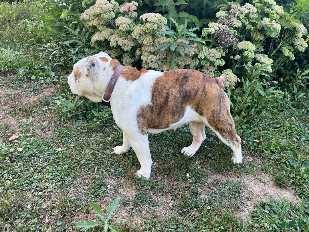 English Bulldog dogs for sale: Coco - Ad 9