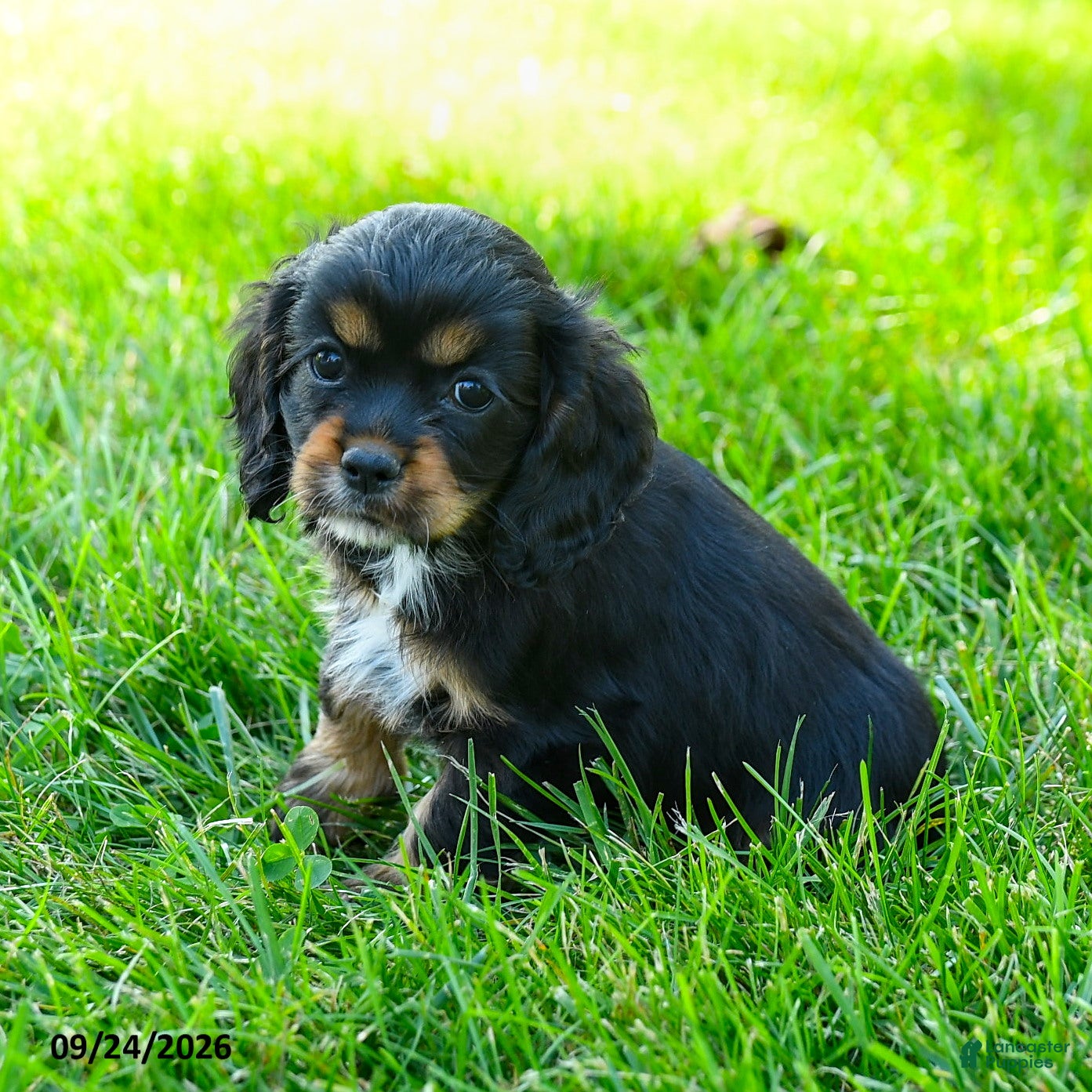 Cocker Spaniel dogs Coffee - Ad 2