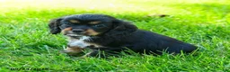 Cocker Spaniel dogs for sale: Coffee - Ad 2