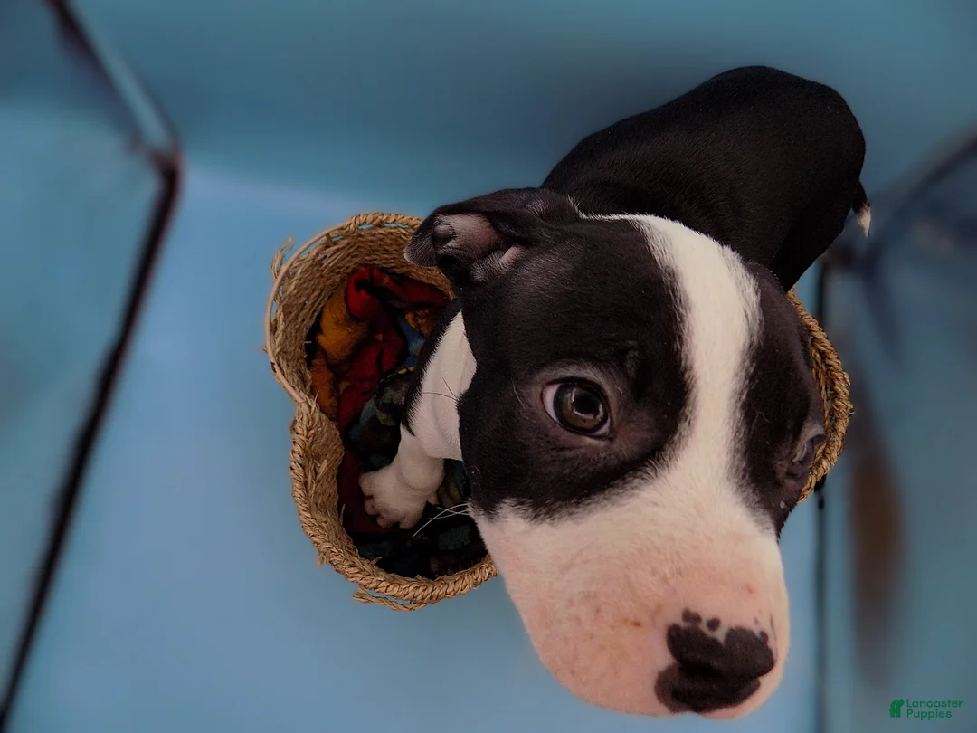 Mixed Breed dogs for sale: Po  - Ad 8