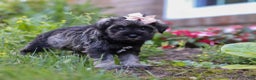 Miniature Schnauzer dogs for sale: Millie - Ad 36