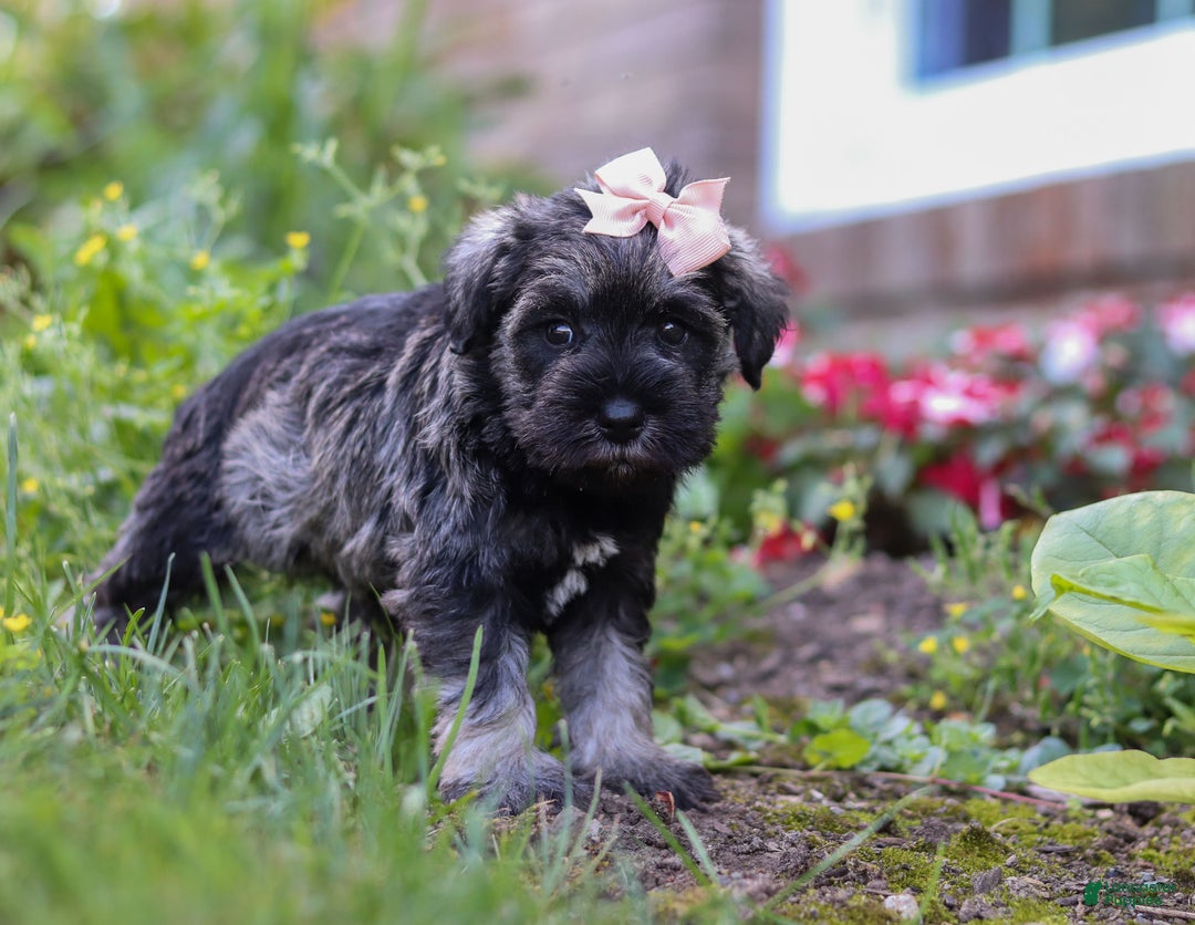 Miniature Schnauzer dogs for sale: Millie - Ad 36