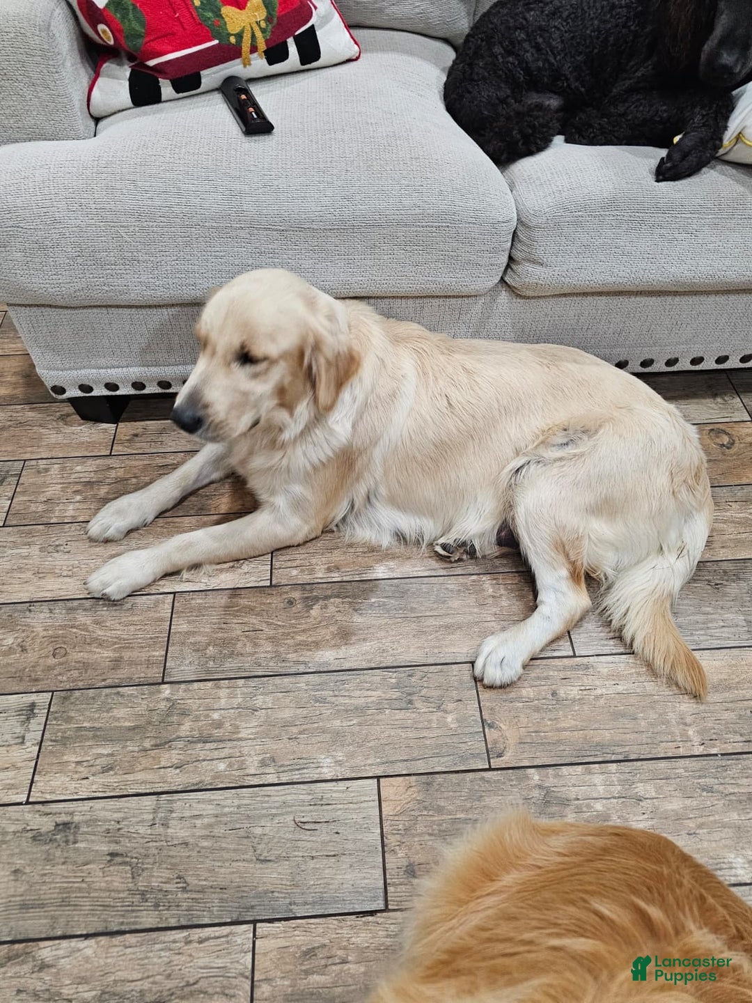 Golden Retriever dogs for sale: Golden Retriever Puppy 4 - Ad 12
